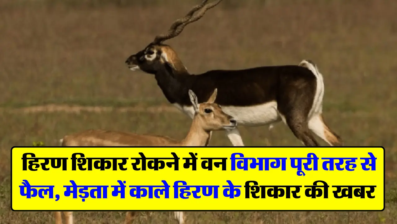 Rajasthan News: हिरण शिकार रोकने में वन विभाग पूरी तरह से फैल, मेड़ता में काले हिरण के शिकार की खबर
