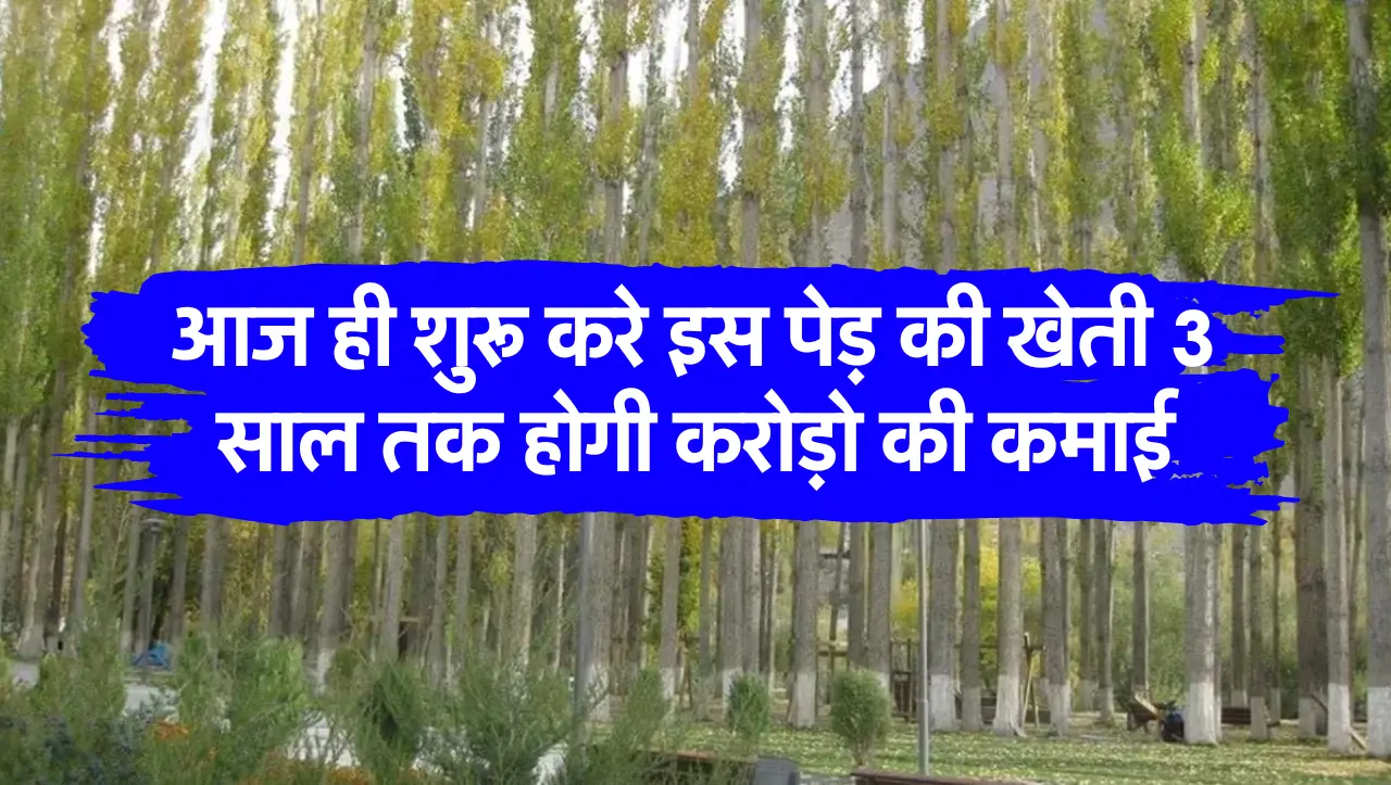 आज ही शुरू करे इस पेड़ की खेती 3 साल तक होगी करोड़ो की कमाई
