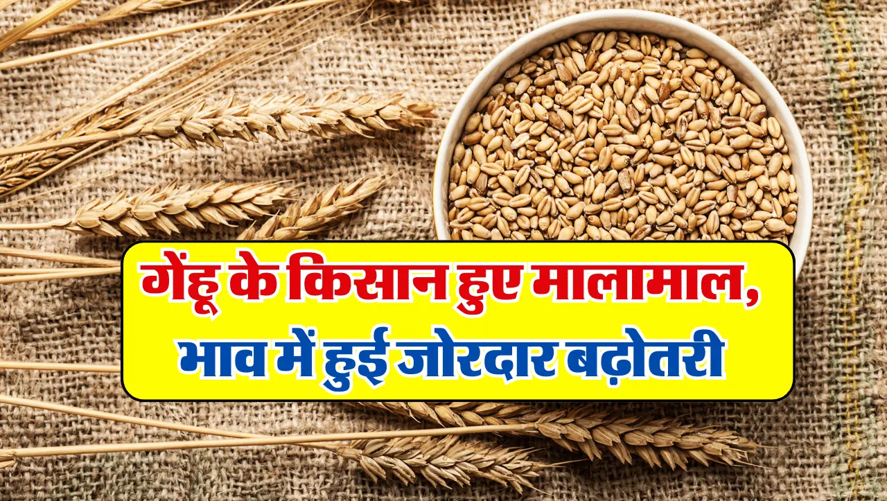 Wheat Rates Hike: गेंहू के किसान हुए मालामाल, भाव में हुई जोरदार बढ़ोतरी