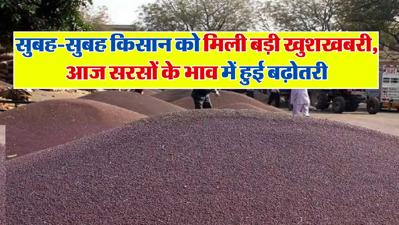 Sarso Bhav: सुबह-सुबह किसान को मिली बड़ी खुशखबरी, आज सरसों के भाव में हुई बढ़ोतरी, जाने सभी मंडियों